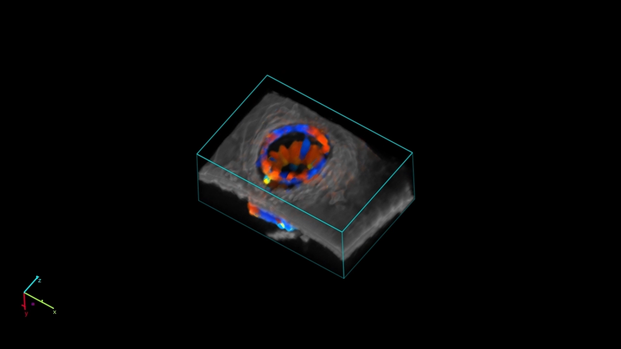 Vascularity of Mouse Eye