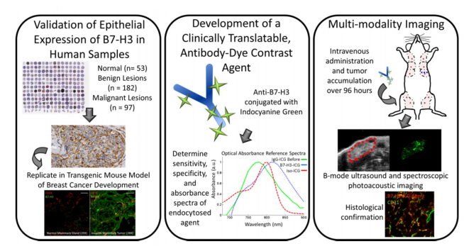 Molecular Imaging of Breast Cancer using Clinically-translatable PA contrast agent.jpg