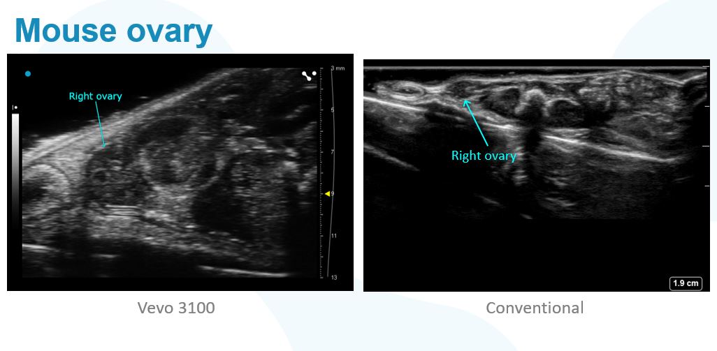 Vevo3100vsconventional-mouseovary.JPG