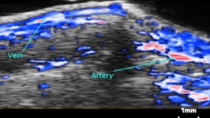 Oxy-Hemo mode illustrating oxygen saturation in the mouse paw.