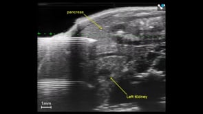 Pancreas Injection