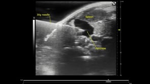 40uL volume injected into the mouse pancreas