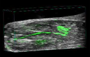 mouse hindlimb image not loaded