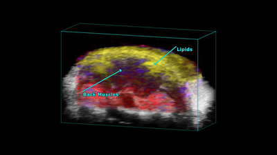 PA-Mode 3D unmixing of a mouse scapular, highlighting the back muscles and lipids.