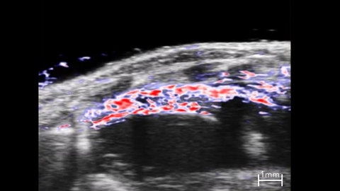 PA EKV image of blood oxygen saturation levels in the mouse heart during diastole 