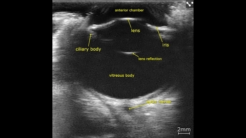 Entire canine eye visualized in vivo with the Vevo F2, scanned using a UHF22x transducer.