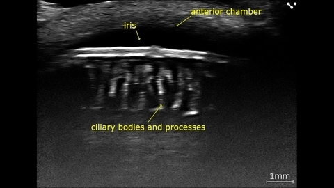 Canine eye imaged in vivo on the Vevo F2 scanned using the UHF71x.