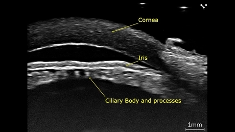 Porcine eye imaged ex-vivo using the Vevo F2 with a UHF71x transducer.