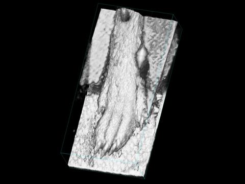 Healthy-Mouse-Paw.jpg