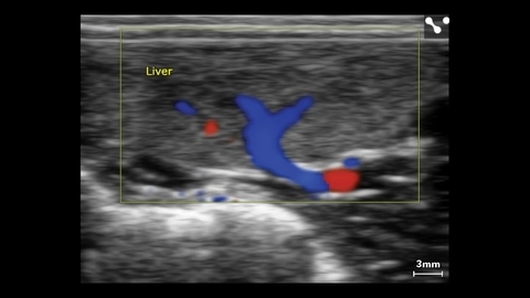 Liver of small dog color - L38xp.jpg
