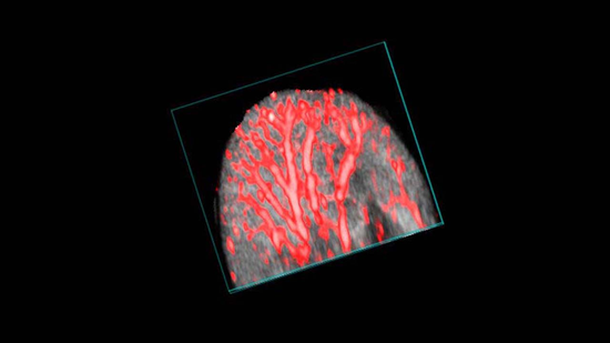 Single Wavelength | FUJIFILM VisualSonics